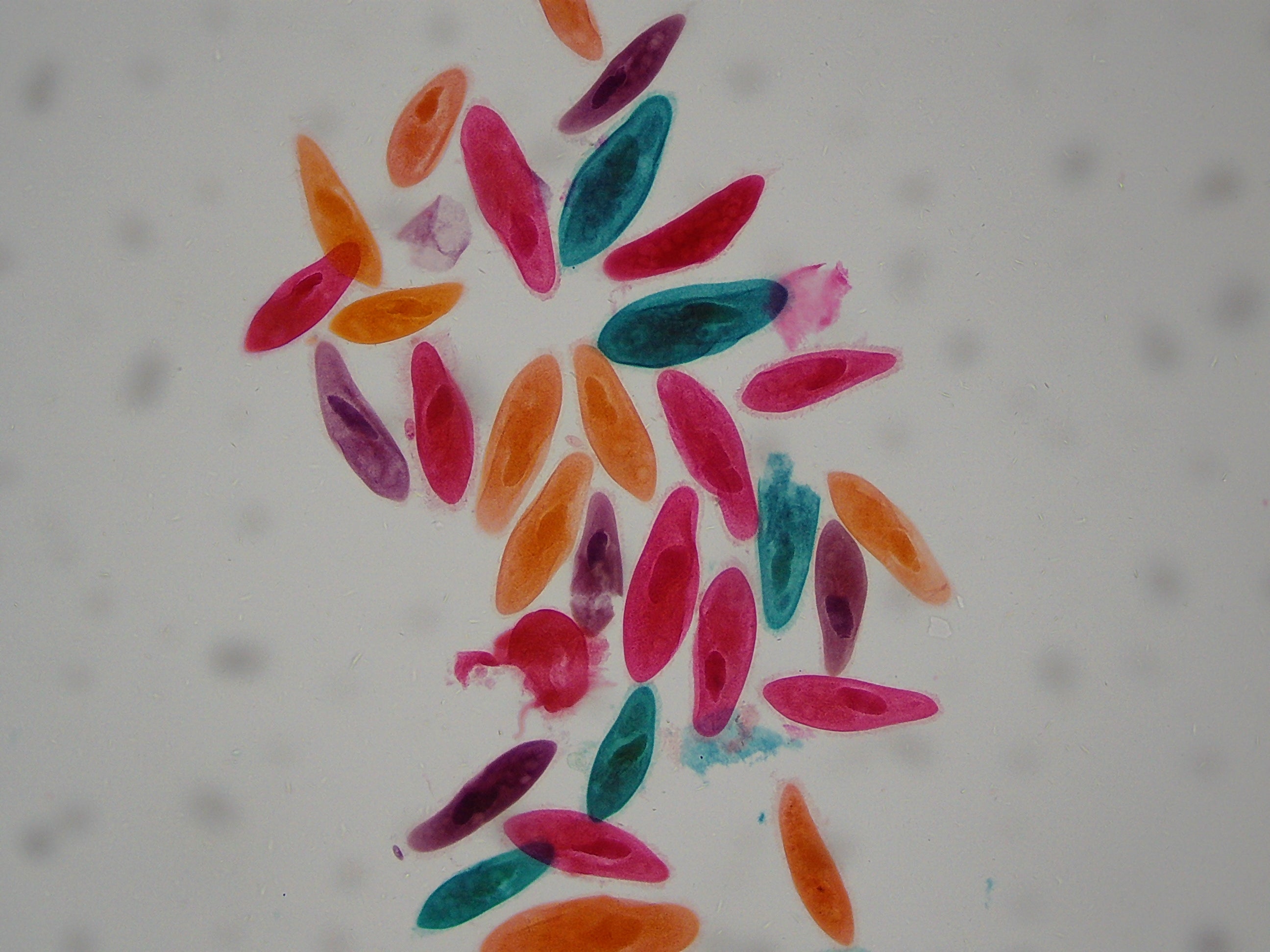 21x-840x Digital Microscope with 4.3-inch LCD Touchscreen and Integrated Camera