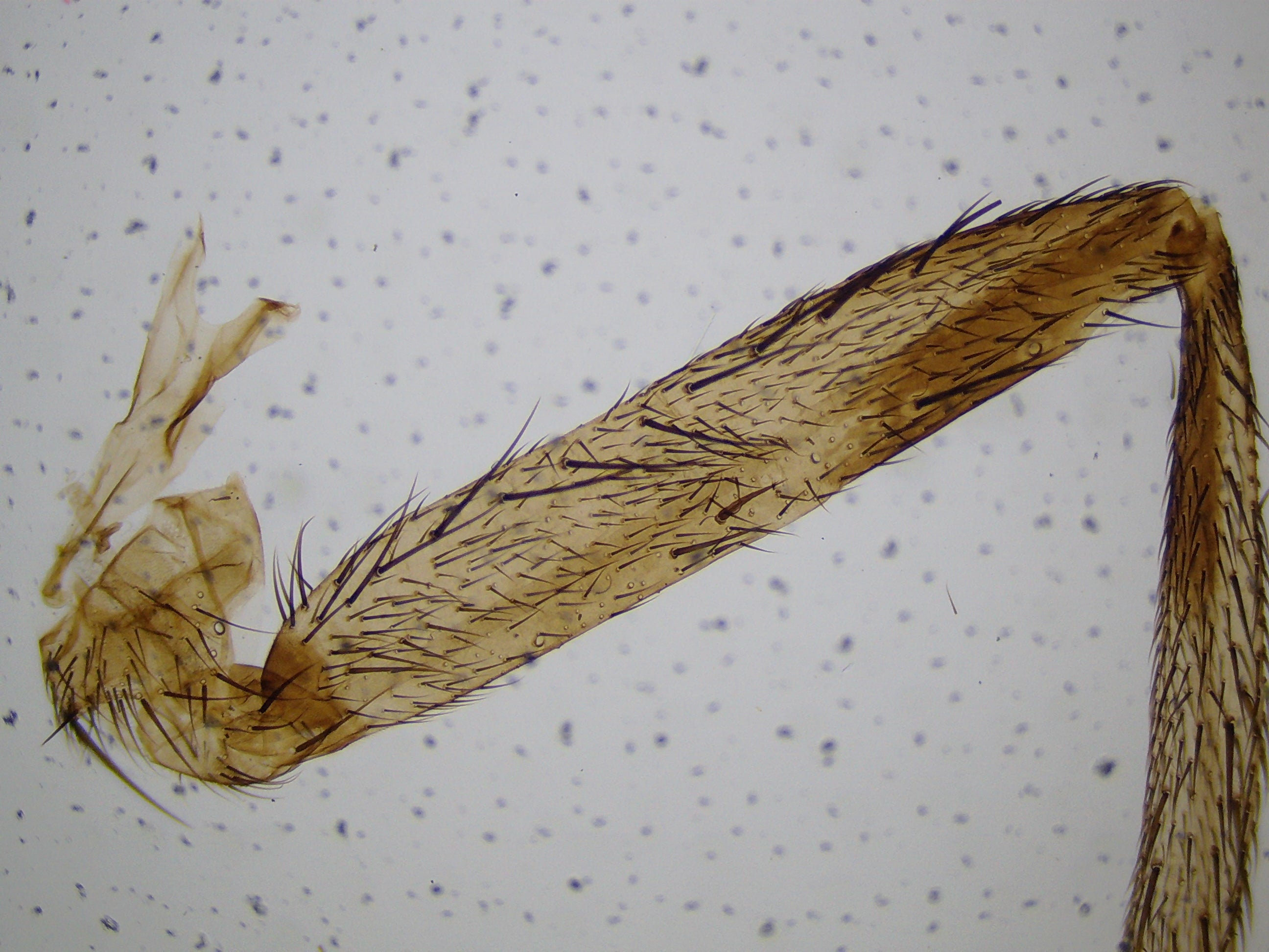 Microscope LCD National Geographic 40X-1600X